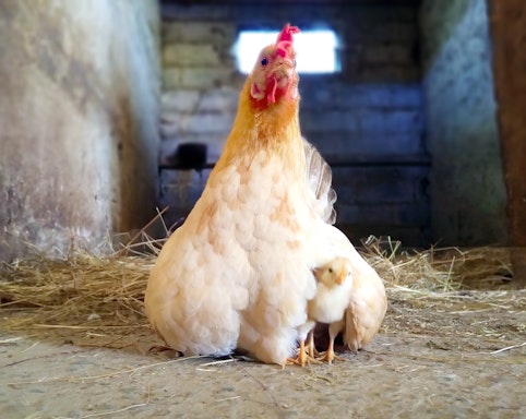 Clouque poule k